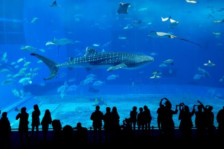 Seaworld Abu Dhabi: An Aquatic Wonderland