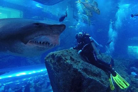 Shark Walker in Dubai Aquarium